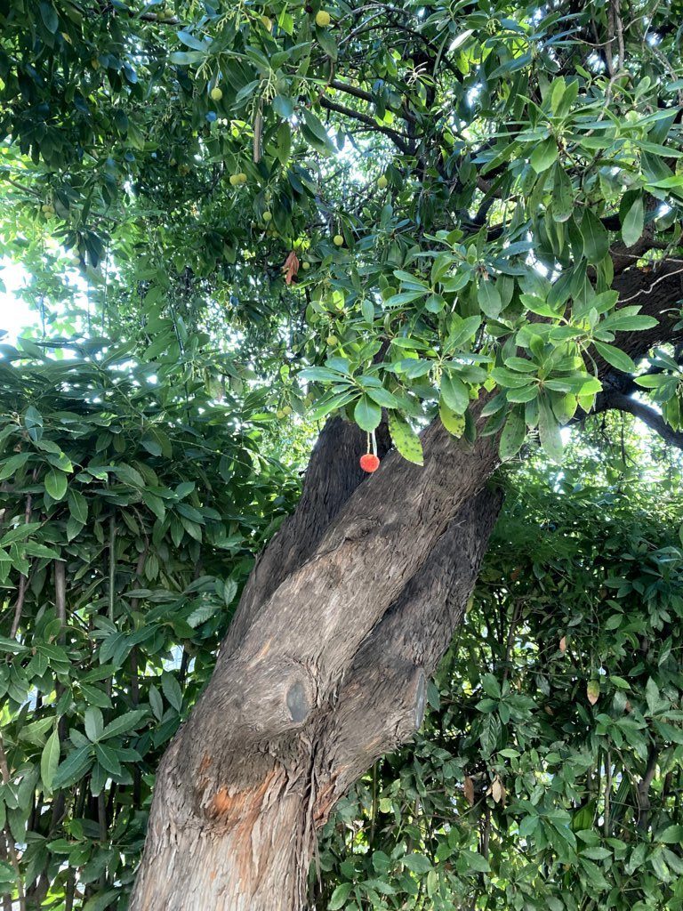 Albero di Corbezzolo 