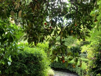 Madroño deja flores y frutos