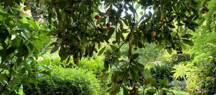Madroño deja flores y frutos