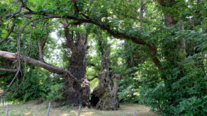 Il Castagno dei Cento Cavalli all'European Tree of the Year