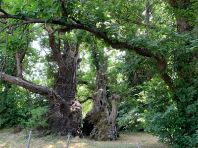 Castagno dei Cento Cavalli