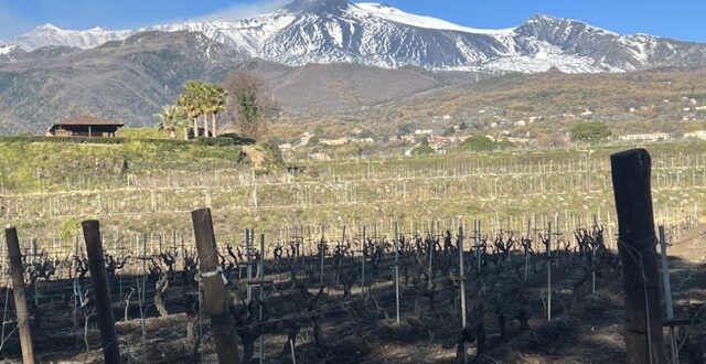 Vigneti etnei